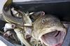 Oceana says the abundance of large Baltic Sea cod is crucial