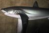 Thresher shark. Credit: NOAA