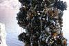 The BAP mussel farm standards are ready for public comment