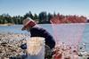 Farm manager Aisha Prohim harvesting oysters at Taylor Shellfish in Washington Photo: Aisha Prohim