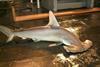 Scalloped hammerhead shark. Credit: NOAA