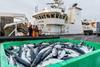 A crate of mackerel dockside at Peterhead