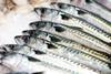 Northeast Atlantic mackerel