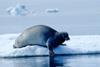 Gail Shea says that the Government of Canada will stand up for its sealers. Credit:  Ansgar Walk