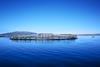 Scottish salmon farm