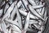Pacific smelt. Credit: NOAA
