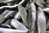 Iberian sardines