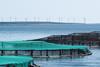 Nova Scotia will develop a regulatory framework for aquaculture. Credit: Nova Scotia Fisheries and Aquaculture.