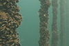 Lyme Bay mussels