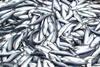 ICES provides advice on stocks including North Sea herring