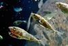 Three-spined_stickleback_(Gasterosteus_aculeatus)