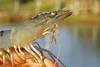 White shrimp