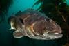 EU Member States are preparing a sea bass management plan. © Octavio Aburto/Marine Photobank