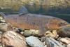 Atlantic salmon