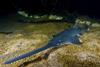 Photo: Largetooth sawfish (Pristis pristis) Photo: David Wackenfelt
