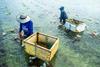 Seaweed farmers