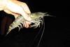 Japan has lifted the inspection order for Indian Black Tiger shrimps Photo: FAO