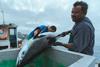 The IPNLF is concerned about bigeye tuna overfishing Photo: IPNLF