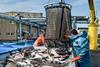 US fish unloading