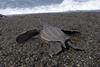 Leatherback turtle. Credit: NOAA