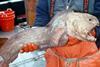 Wolffish. Credit: NOAA