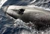 Fin whale. Credit: NOAA