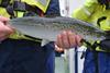 Genes hold the key to identifying which salmon are resistant to sea lice Photo: SAIC