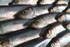 North Sea herring