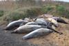Dolphin-Strandings-Bay-of-Biscay-France-e1679502148208