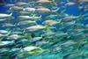 A new study explains that global ocean fish populations could increase
