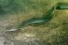 European eel