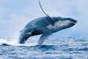 UK BBNJ, humpback whale