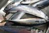 Atlantic mackerel. Credit: NOAA Northeast Fisheries Science Center