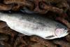 Sainsbury’s has launched Freedom Food-labelled rainbow trout. Credit: Sainsbury’s