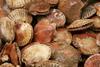 MSC assessment will be conducted by Food Certification International.
