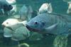 Tilapia grow-out