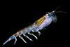 Antarctic krill. Credit: Uwe Kils/CC BY-SA 3.0, via Wikimedia Commons