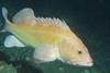 Groundfish stocks on the US west coast are on the increase Photo: NOAA