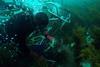 A professional diver works on a wild catch harvest of greenlip abalone near Augusta