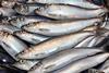 NorthSeaherring