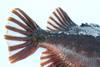 Scientists in Norway have mapped the lumpfish genome Photo: AquaGen
