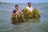 Seaweed harvesting, India