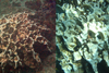 The photo on the left was taken before July 2015 and to the right is the picture of the same coral taken on 10 January 2016. As of 25 March 2016, this coral could not be found