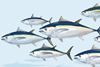 The report estimates the global value of tuna to be more than US$42 billion