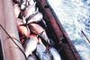 The research used new methods to track Atlantic Ocean bigeye tuna. Photo: NOAA