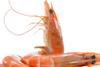 Unibio shrimp feed trial