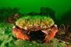 The NGOs are calling for protection for declining species like the Cancer pagurus crab