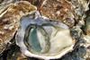 This is the first time type one herpes has been found in UK oyster stocks.