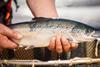 ​Salmon Scotland wants the new Prime MInister to take the action needed to support vital growth in the sector