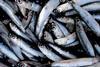 The anchovy population has shrunk by 41% since last summer